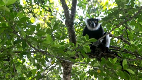 Nearly All Madagascars Lemur Species Face Extinction Ctv News