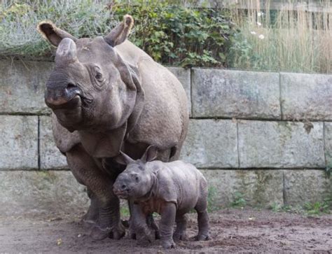 First Ever Baby Indian Rhino Born In Ireland Fota Wildlife Park