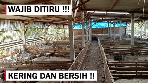 Cara Membuat Kandang Bebek Petelur Sistem Kering