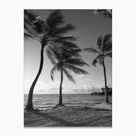 Sunset Palms Canvas Print By Coco Rogue Prints Fy