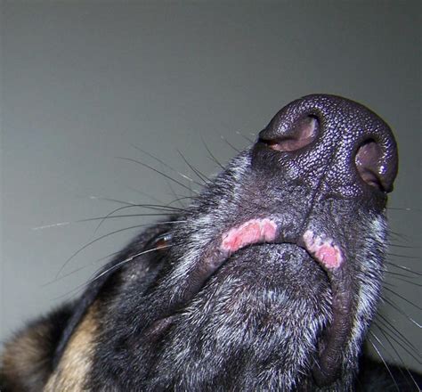 Pink Spots On Nose And Lip Page 2 German Shepherd Dog Forums