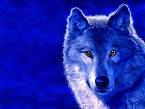 Cute And Funny Pictures And More Blue Wolf
