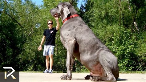 The Biggest Guard Dogs In The World Youtube