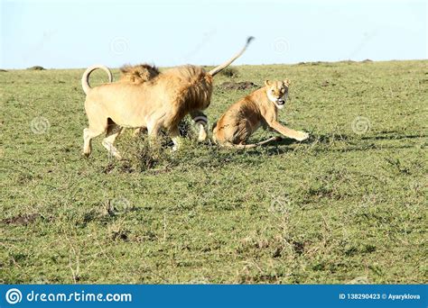 Deux Lions Et Combats Masculins De Lionne Image Stock Image Du Combat Lions 138290423