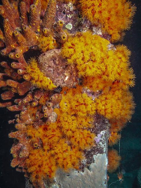 Orange Cup Coraltubastraea Coccinea Stock Photo Image Of Bonaire