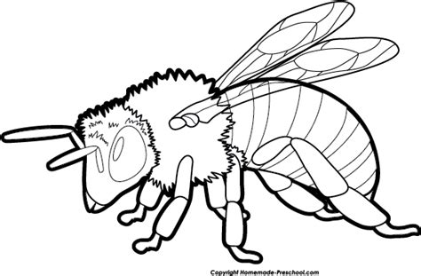 Bee Clipart Black And White Bee Coloring 600x435 Png Download Pngkit