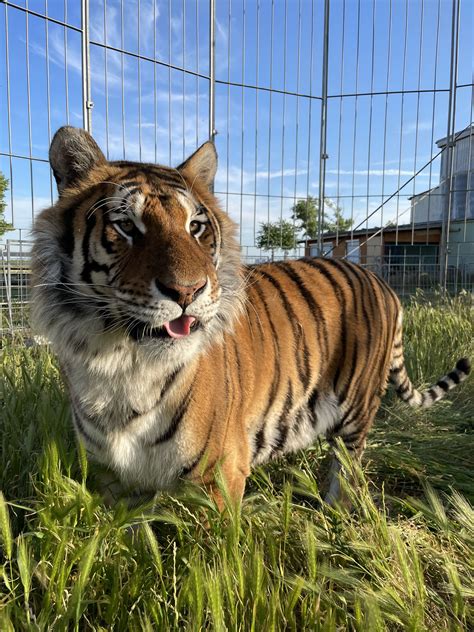 Echte Tiger Hautnah Erleben Tiger Schau