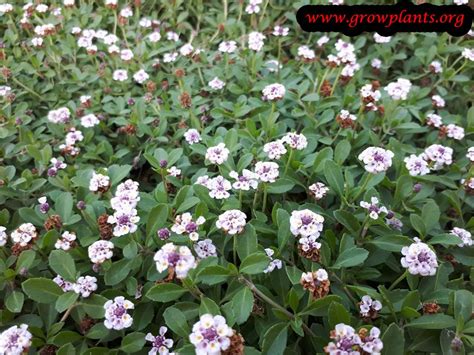 Phyla Nodiflora How To Grow And Care