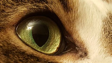 Cat Eyes Imgur