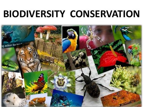 What Is Biodiversity And Conservation Of Biodiversity