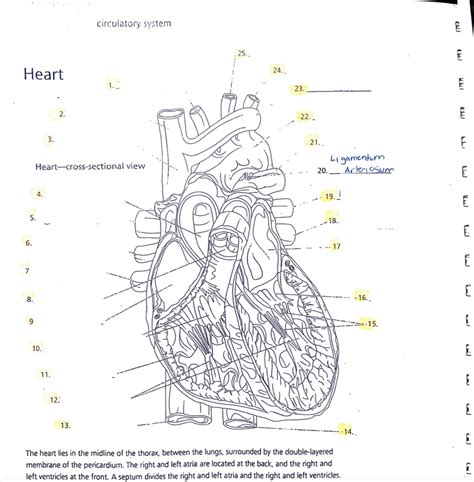 Heart Anatomy Diagram Quiz Diagram Quizlet