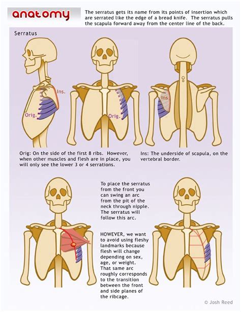 Anatoref — Torso Anatomy Tutorial By Josh Reed Anatomy Muscle Anatomy Body Anatomy