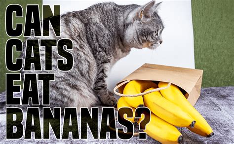 Can Cats Eat Bananas Catwiki
