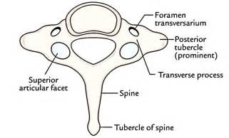 Easy Notes On 【cervical Vertebrae】learn In Just 6 Minutes