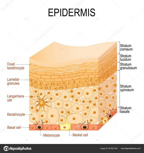 Epidermis Anatomy Layers Cell Structure Human Skin Close Epidermis