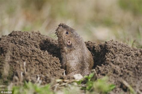 Pictures Of Animals Living In Soil Pictures Of Nnature