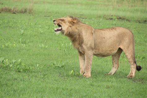 A Lion Standing On Top Of A Lush Green Field Photo Free Lion Image On