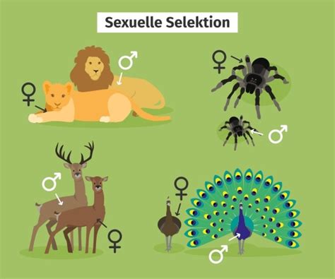 Sexuelle Selektion Definition Zusammenfassung Easy Schule