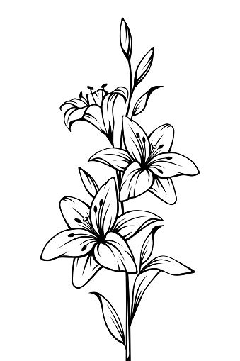Download Lily Flowers Vector Black And White Contour Drawing Stock ...