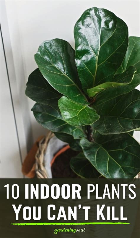 10 Indoor Plants You Cant Kill In 2021 Plants Common House Plants