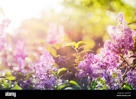 Purple Lilac Flowers In Spring Sunshine Stock Photo Alamy