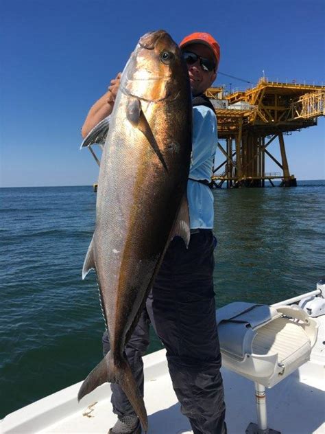 Greater Amberjack Input Needed From Fishers Ufifas Extension Monroe