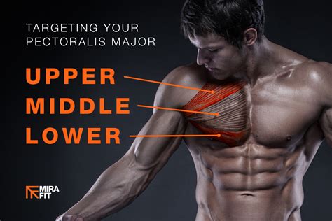 Best Exercises For Your Upper Middle And Lower Chest Mirafit