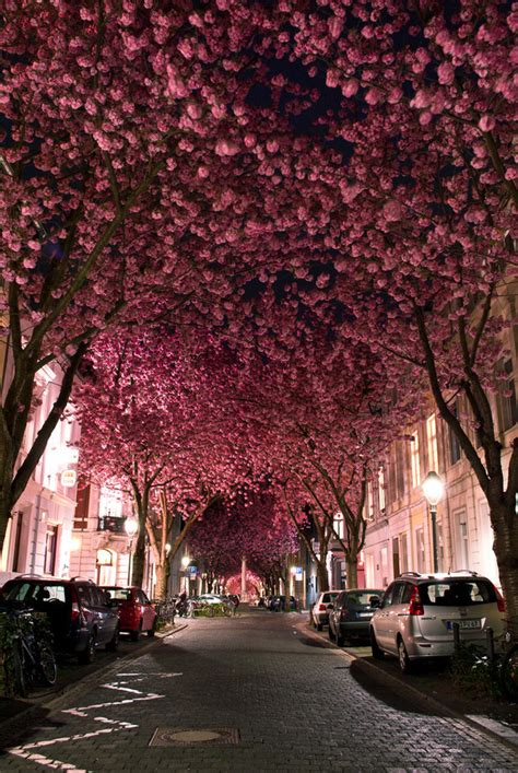 Cherry Blossom Avenue Imgur