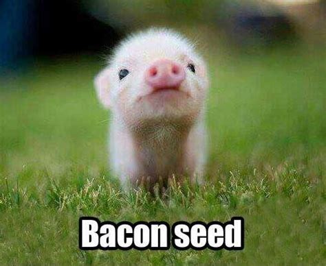 They make us laugh super hard! Pig Quotes | Pig Sayings | Pig Picture Quotes
