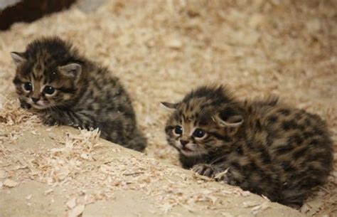 Ferocious Black Footed Kittens At Cleveland Metroparks Zoo Zooborns
