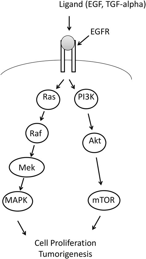 Diagram Showing The Contribution Of Kras And Braf To The Egfr Download Scientific Diagram