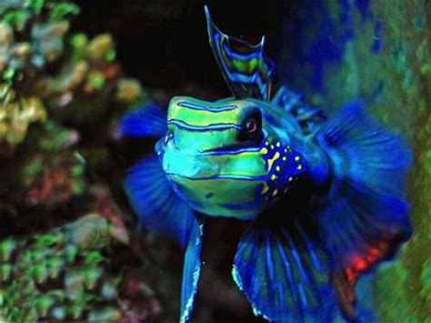 Exotic Saltwater Fish Fish Tanks Pinterest