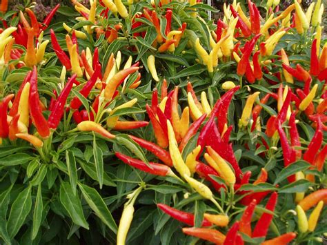 Ornamental Pepper Chilly Chili F1 All America Selections