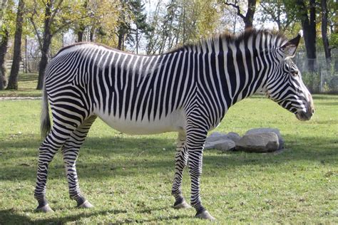 How many species of zebras are there? Grevy's Zebra
