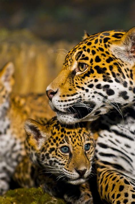 Jaguar Cubs Stock Image Image Of Forest France Asia 29253457