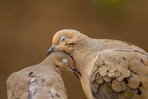 Dove Love A Mourning Dove Couple Enjoy Each Others Company Cooing