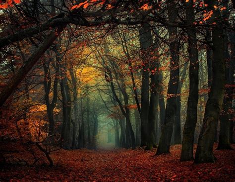 Landscape Nature Trees Mist Path Fall Forest Wallpaper Coolwallpapersme