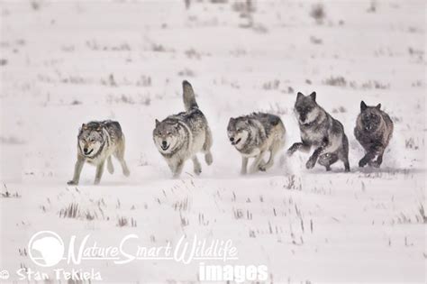 Gray Wolf Pack Running In Snow Tekiela Tan9614 Running In Snow Wolf