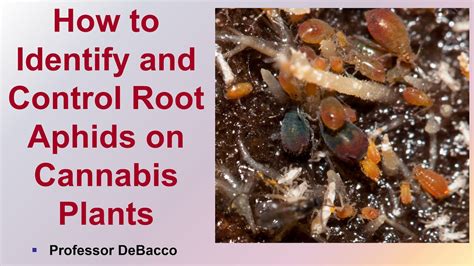 How To Identify And Control Root Aphids On Cannabis Plants Youtube