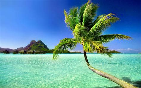 Palm Tree Beach Wallpapers Wallpaper Cave