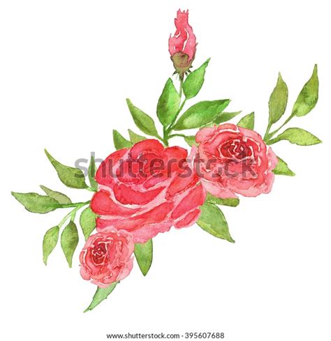Pink Roses Watercolor Illustration Stock Illustration 395607688