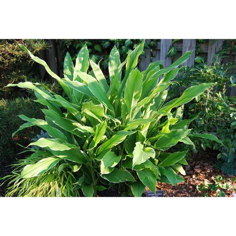 What's the best way to care for curcuma ginger? JC Raulston Arboretum
