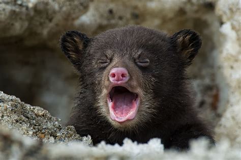 人気ダウンロード！ Bear Cub 329590 Bear Cubs Animal Crossing