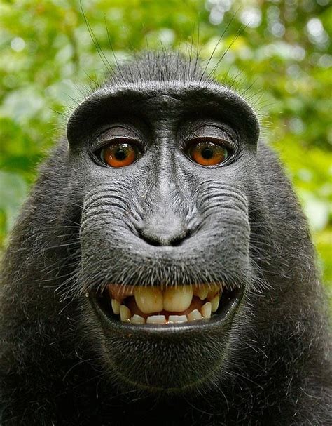 Smile A Macaque Monkey In Indonesia Took A Camera From Wildlife