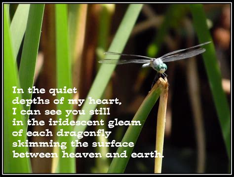 Dragonfly | Dragonfly, Quotes, Inspiration