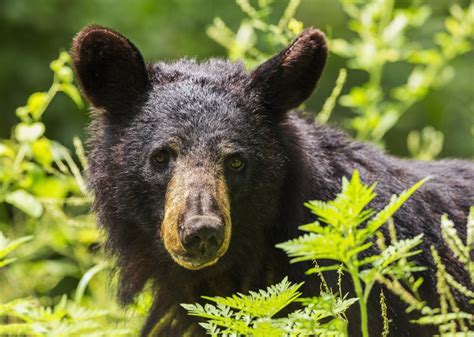 Black Bear Sightings Increasing In Ohio Scioto Post