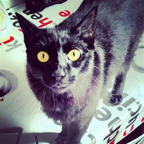 Other terms you can uses to refer to a group of domesticated cats include glaring, pounce and clutter. black cat called Preto/Gordo