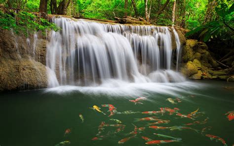 River Waterfall Coast Colorful Fish Greens Water Tropical Forest Nature