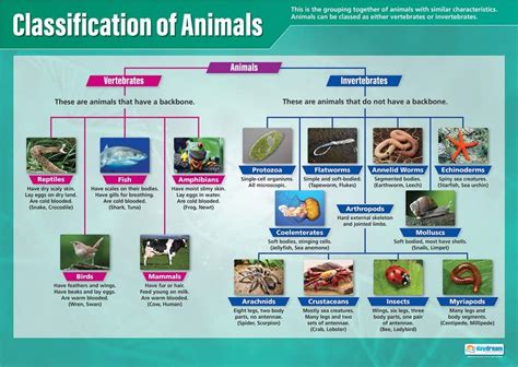 Classification Of Animals Science Posters Gloss Paper Measuring