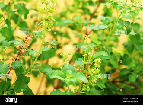 Tulsi Leaves Hi Res Stock Photography And Images Alamy